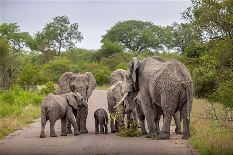 Von den Big Five zu den Höhen der Drakensberg ©carstenbrandt/istock